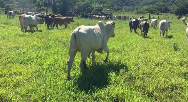Fazenda em Cuiabá MT Ha 4 km da BR 364 Antes da Serra S. Vicente - Foto 3