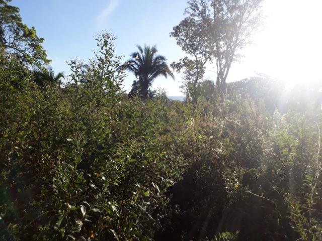 Fazenda com 866 Hectares em Santo Antonio apos a Agrovila das Palmeiras - Foto 8