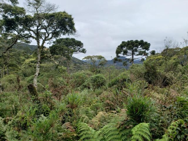 Área Rural entre Rio Rufino/ Urupema - Foto 8