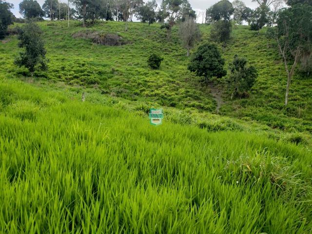 Fazenda espetacular de 284 Hectares. Predominância na PECUÁRIA de corte - Foto 3