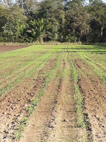 Sitio a venda em santo antonio do leverger - Foto 8