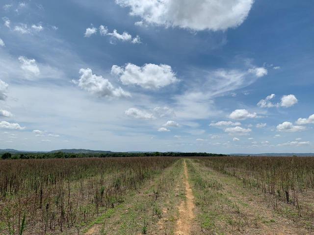 Fazenda Extra em Hidrolândia-GO. 40 km Goiânia - Foto 13