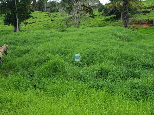 Fazenda espetacular de 284 Hectares. Predominância na PECUÁRIA de corte - Foto 16