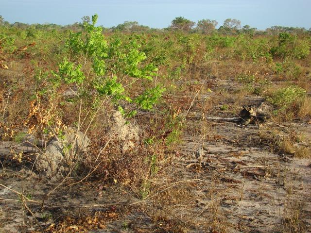 Fazenda com 1.006 hectares, com sede, aberta, para soja e milho - Foto 4