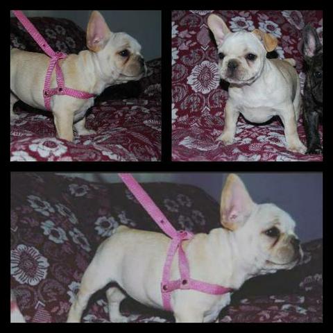 Bulldog Francês Fêmea Creme com pedigree - Foto 2