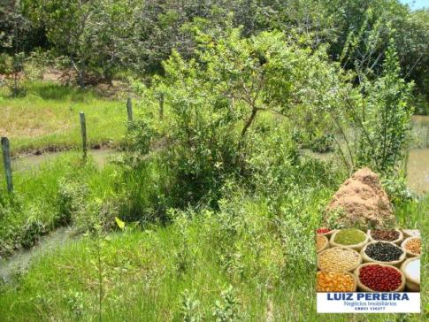 FAZENDA A VENDA de 100 HECTARES EM TERENOS - MS - (Pecuária) - Foto 9