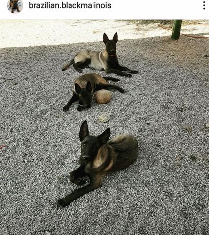 Pastor Belga Malinois - Foto 5
