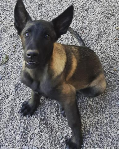 Pastor Belga Malinois - Foto 6