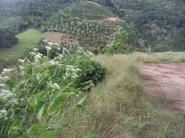 Marechal - Foto 4