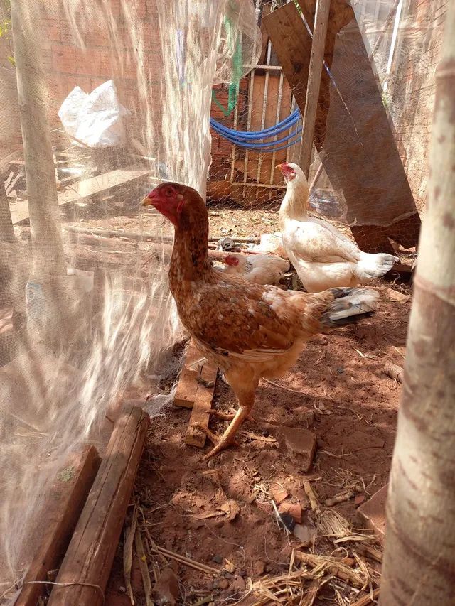 Vendo ovos galados  de galinhas india gigante 