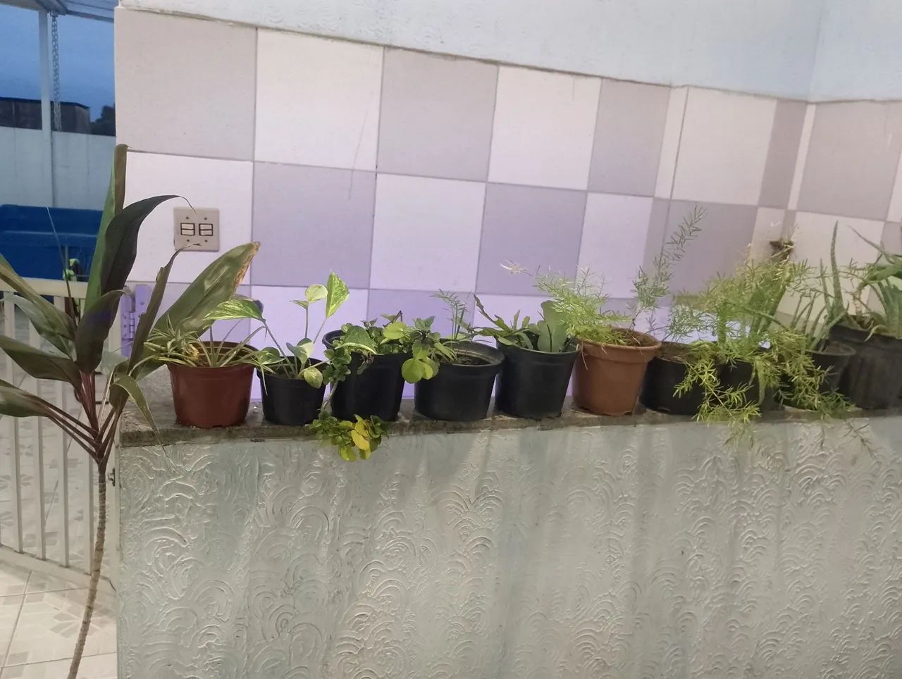 Abacaxi em vaso - Foto 3