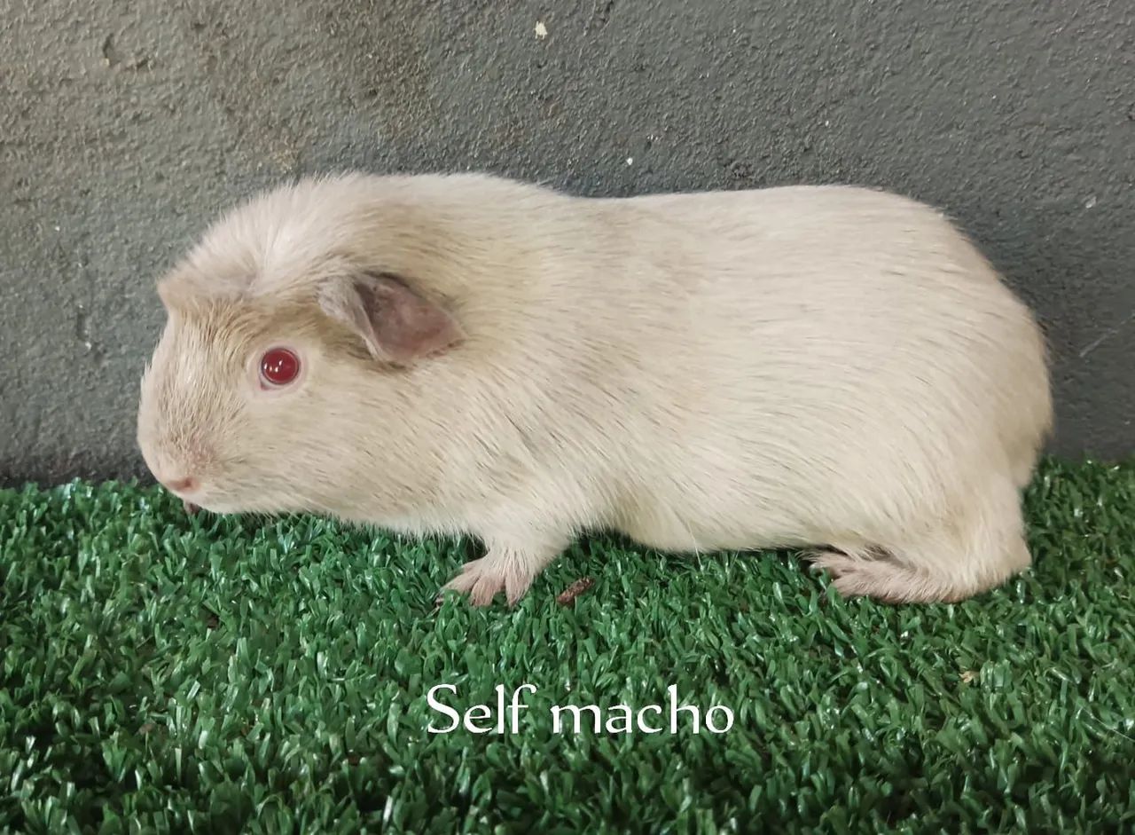 Porquinho da Índia  Self - Foto 6
