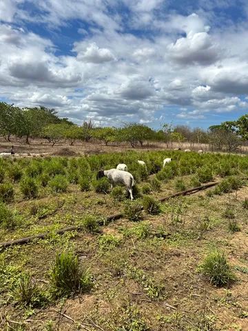 Linha de Reprodução Dorper a partir de R$800,00 - Foto 3
