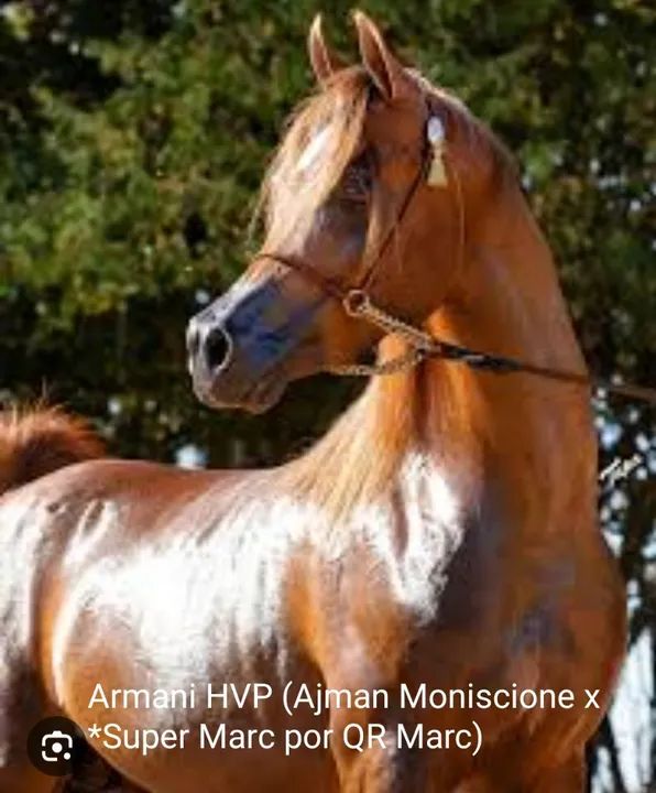 PSA FILHA DE ARMANI HVP EM FILHA DE *SIRAJJ