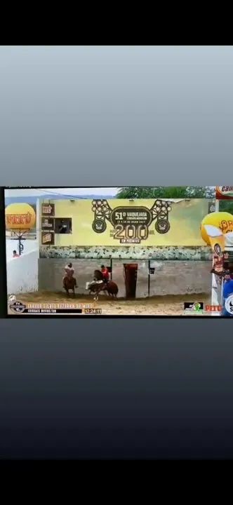 Cavalo quarto de milha de direita - Foto 6