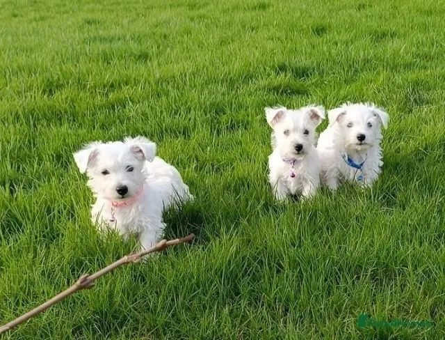 Westie best sale terrier olx