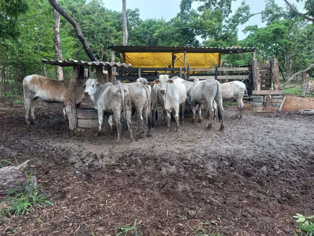 Vende-se bezerros Nelore - Foto 2