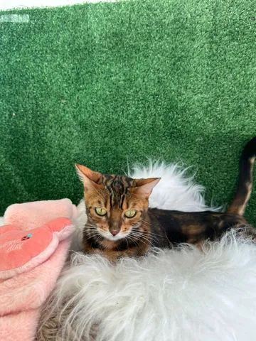 Filhote de Bengal  - Foto 2