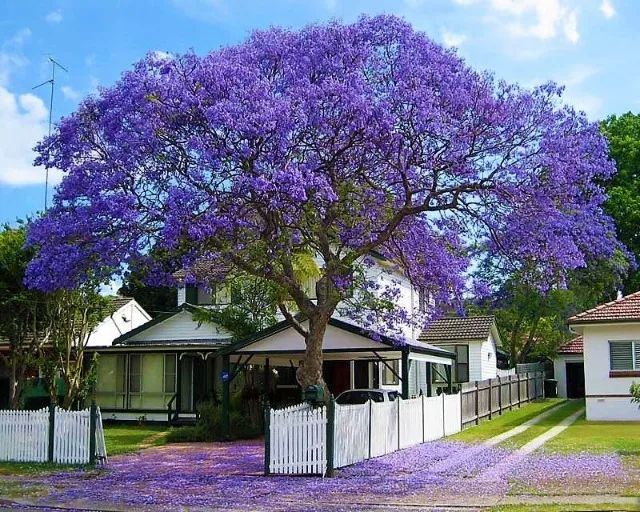  Jacarandá-mimoso ( Jacaranda mimosifolia) -vendo mudas