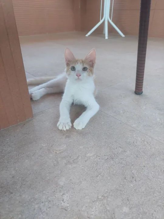 Gato para adoção.