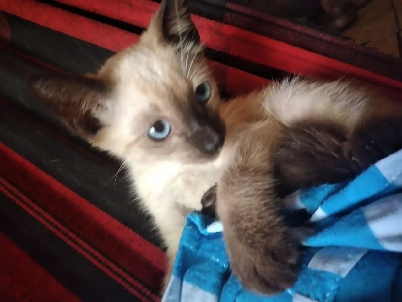 Gatinho Siamês disponível para adoção