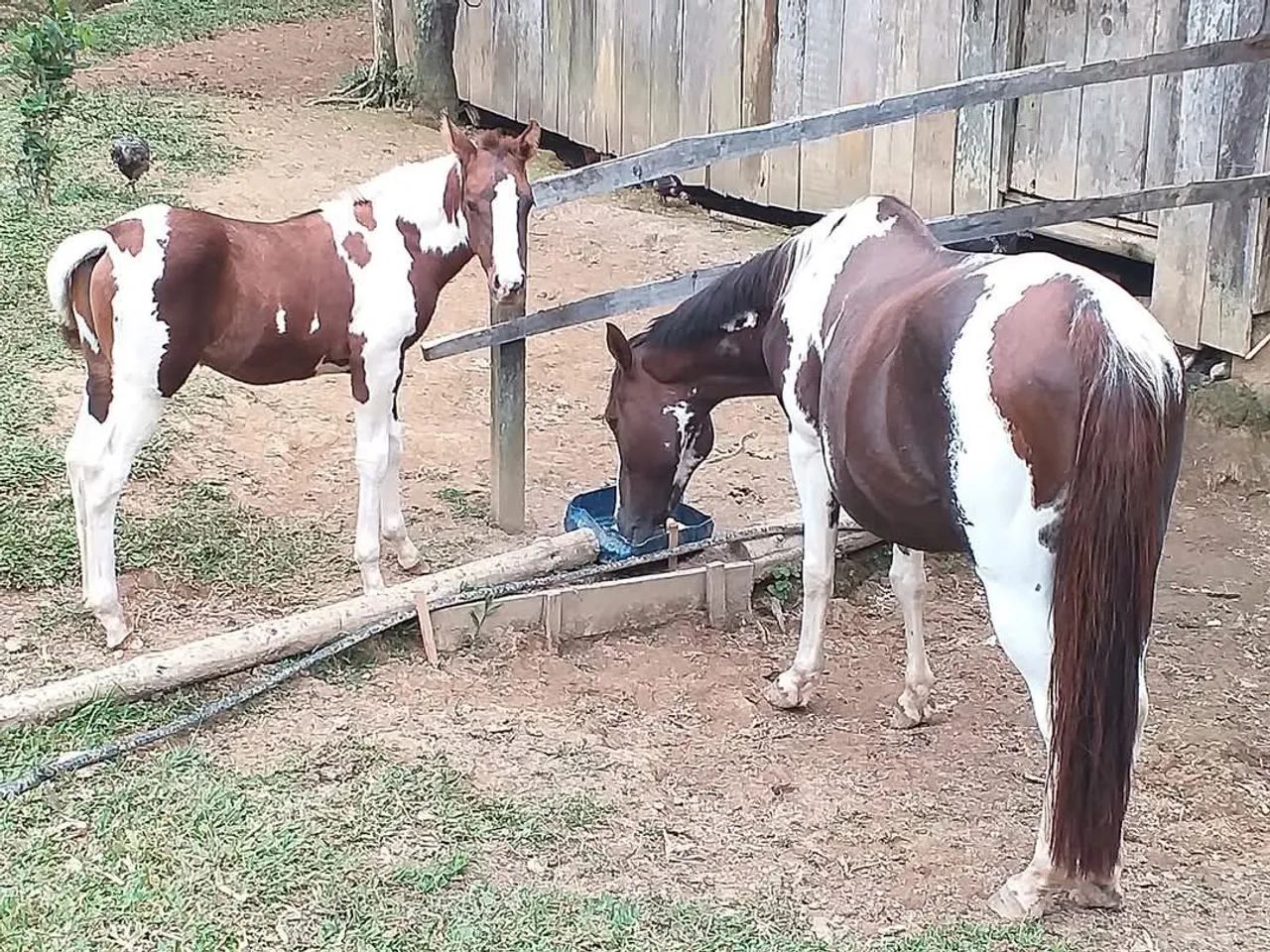 Égua manga larga  - Foto 3