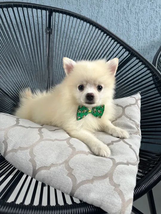 Filhote de Spitz Alemão Macho - Foto 4