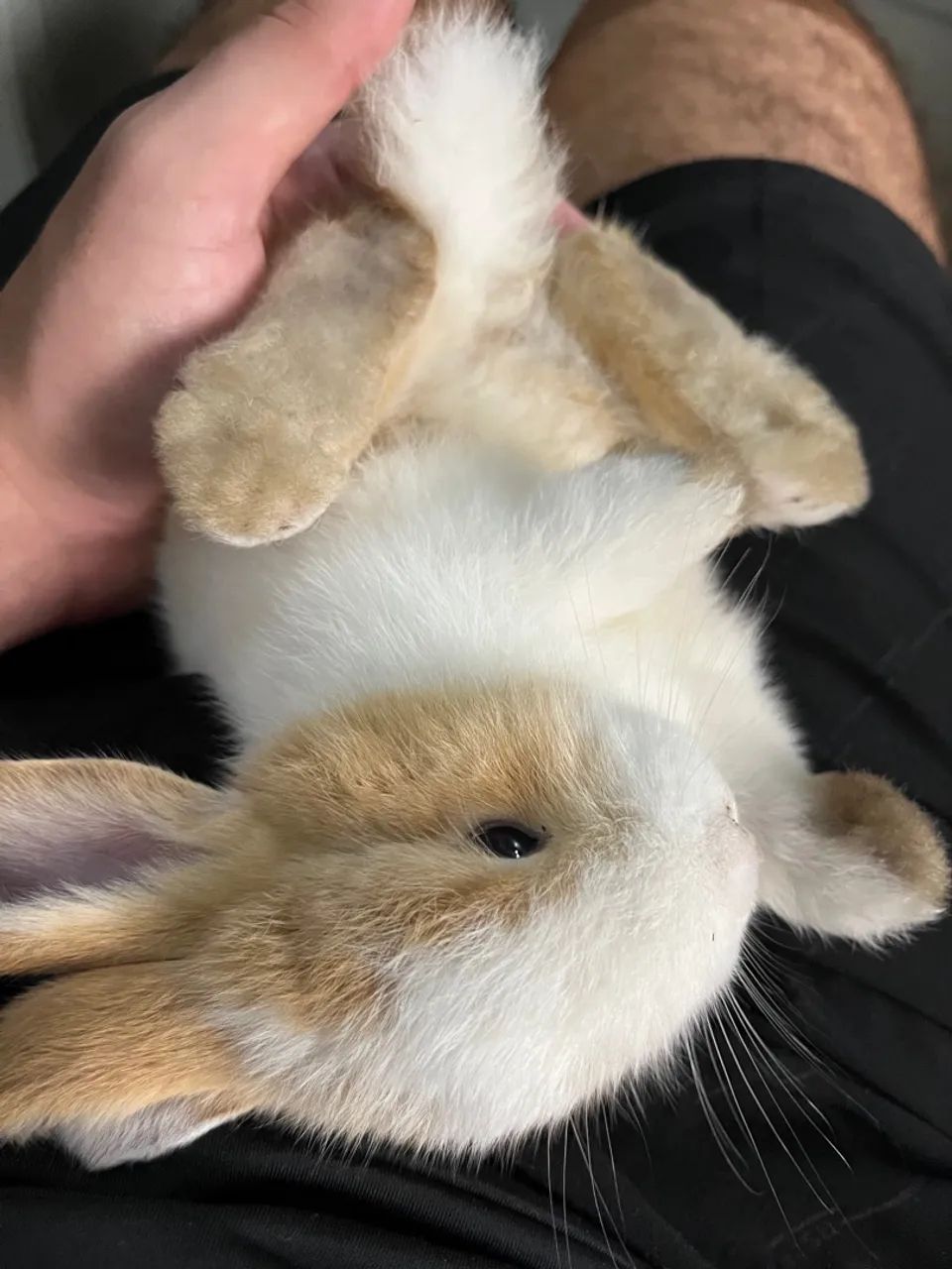 Coelhinho fofinho - Foto 5