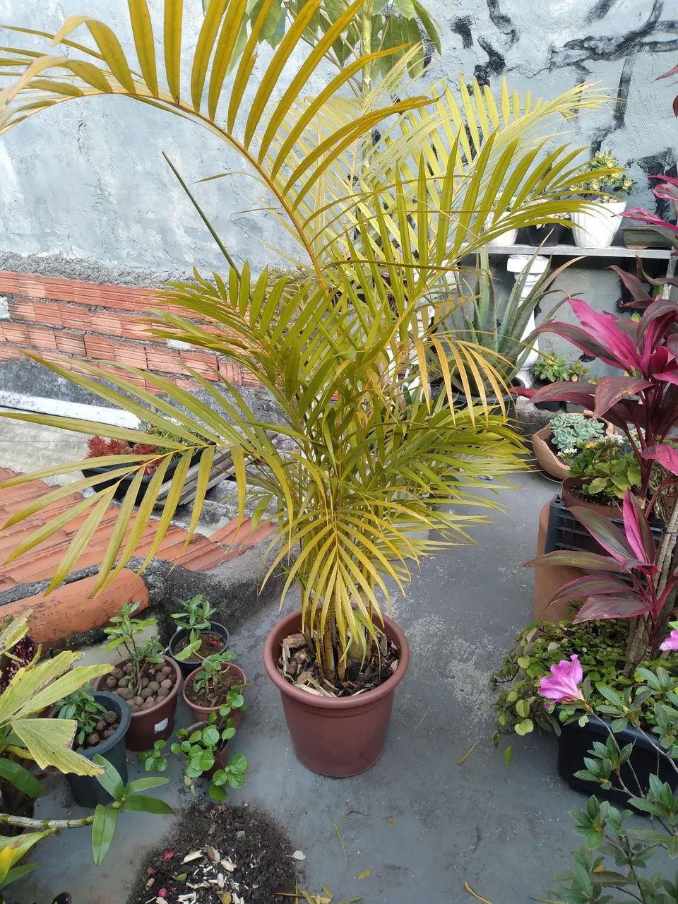 Linda Palmeira amarela Areca para seu jardim!