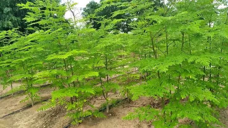 2 mil sementes de moringa