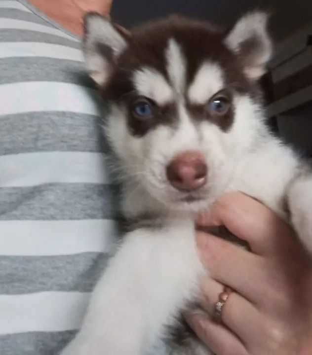 Lindos filhotes de husky siberiano  - Foto 3