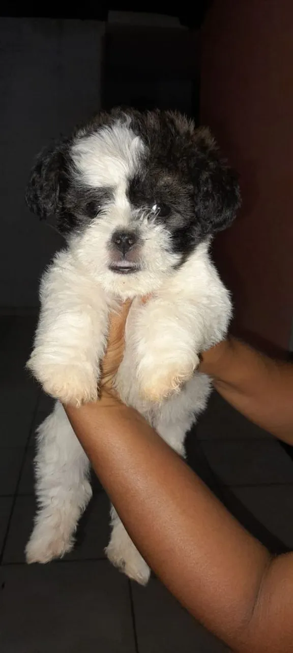 Filhote Shih Tzu fofo e brincalhão