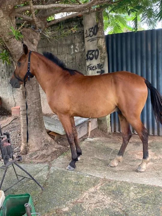 Potro charrete  - Foto 4