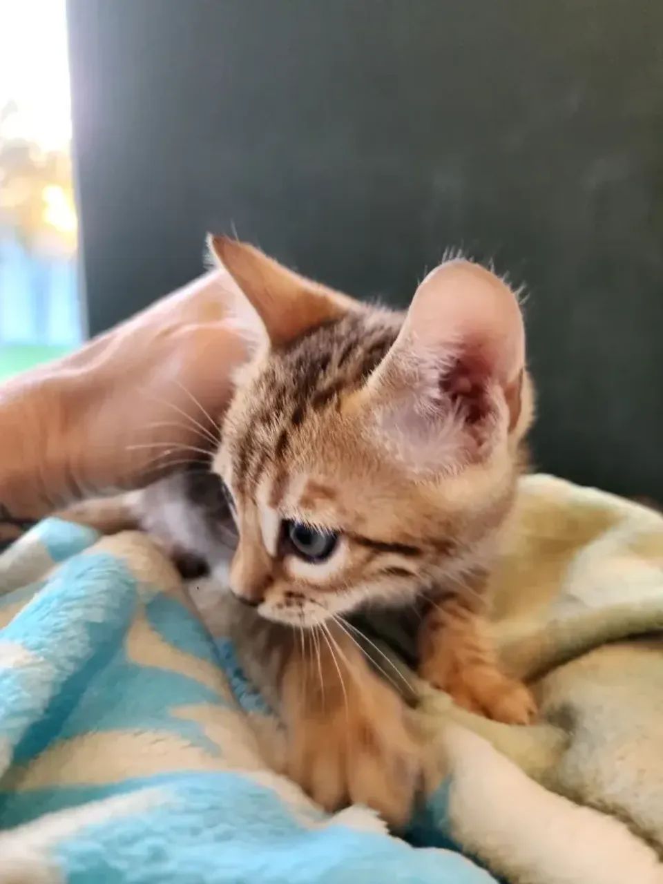 Filhote de Gatinho - Foto 2