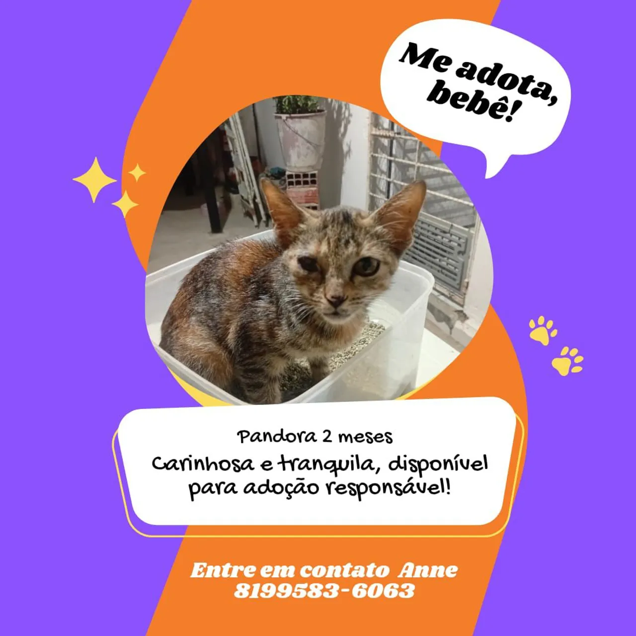 Gatinha Pandora para Adoção Responsável