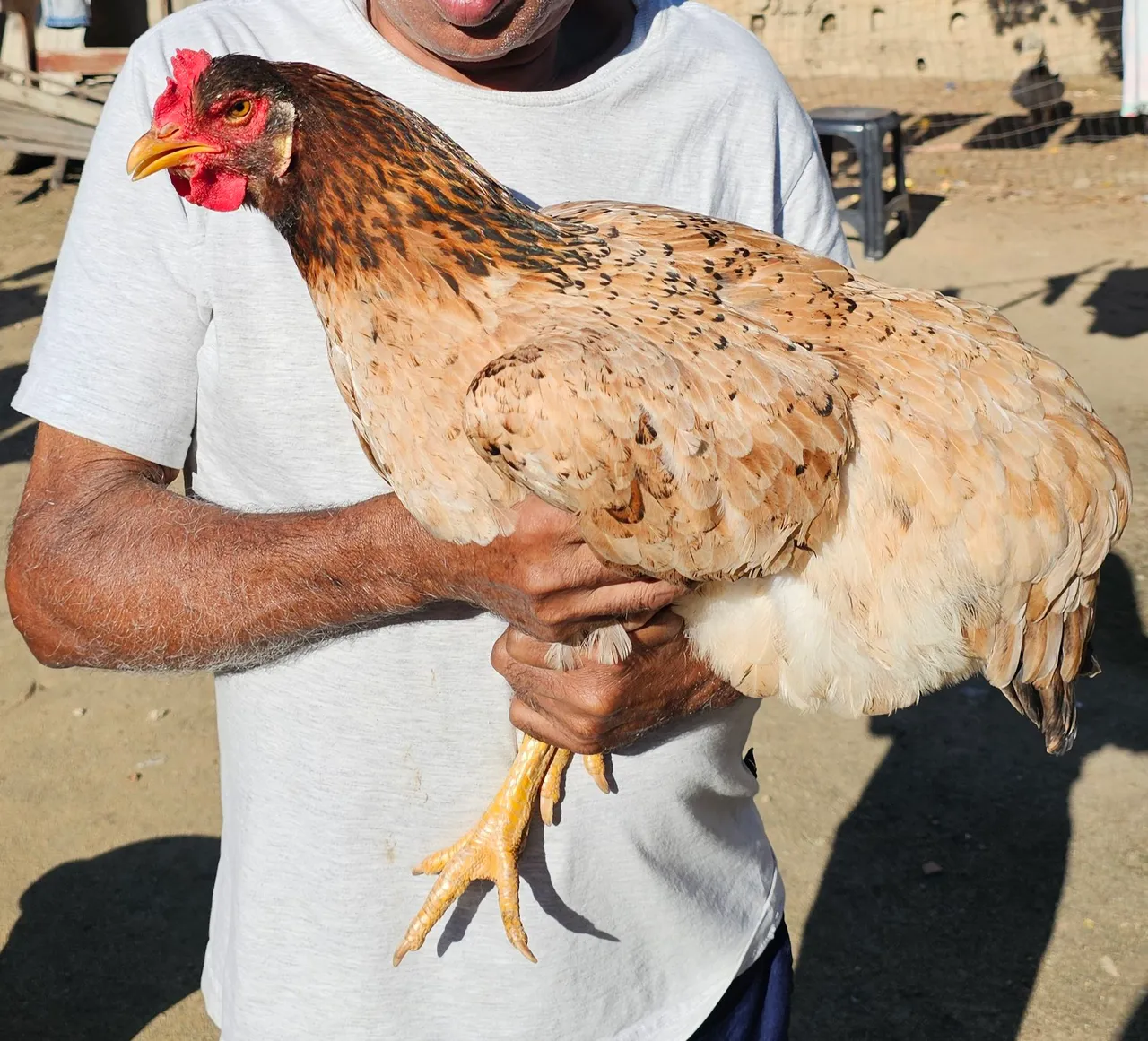 Galinha de raça para criação