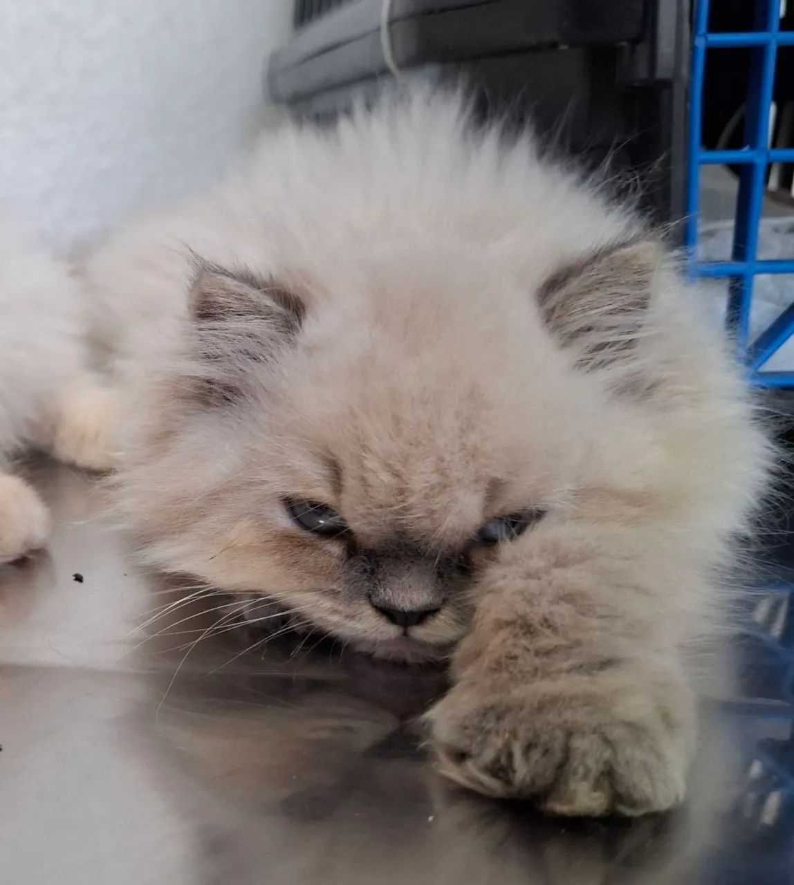 Gatinho persa exótico espetacular  - Foto 2