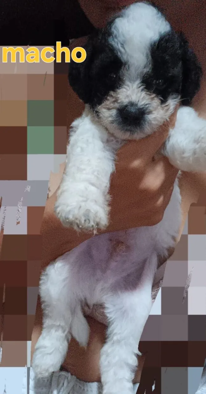 Filhote  de Poodle