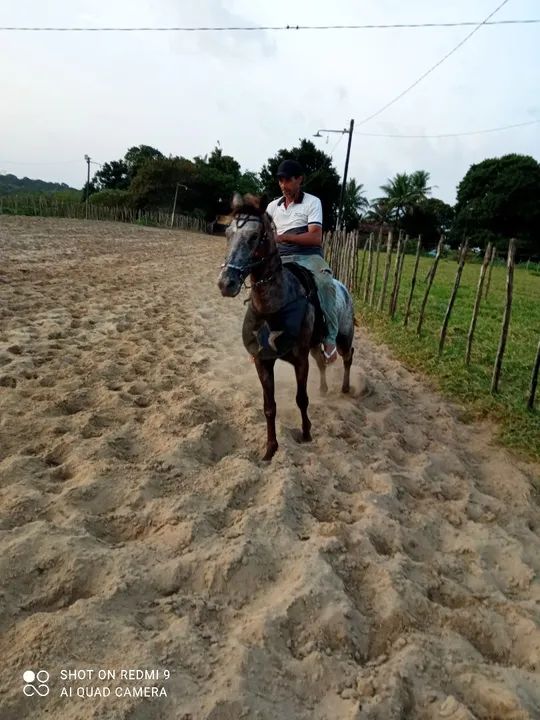 uma pareinha de cavalo de vaquejada  - Foto 3