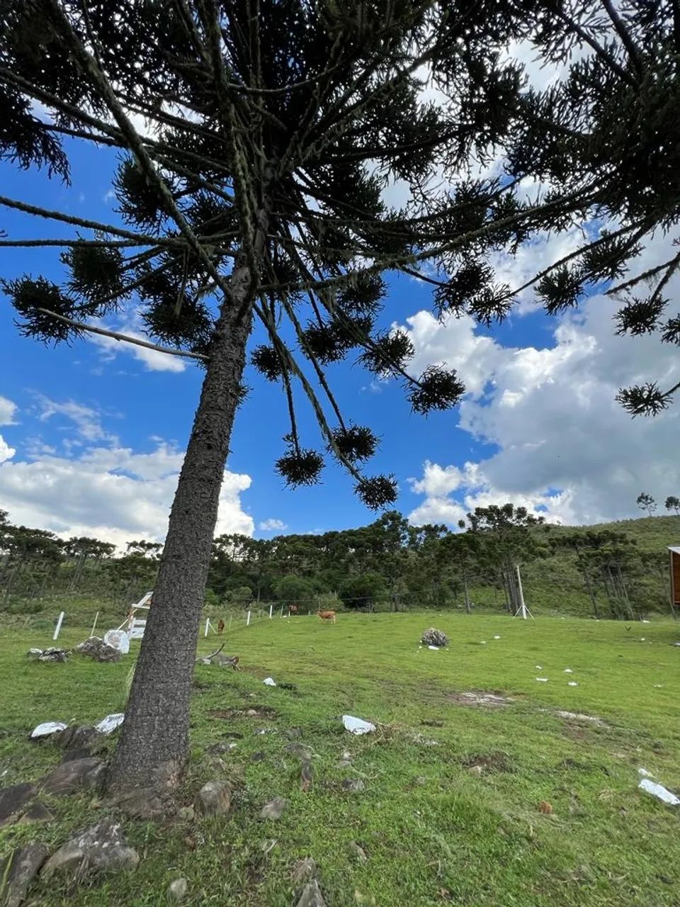 Fazenda/Sítio/Chácara na região do pericó/ Urubici/pericó - Foto 5