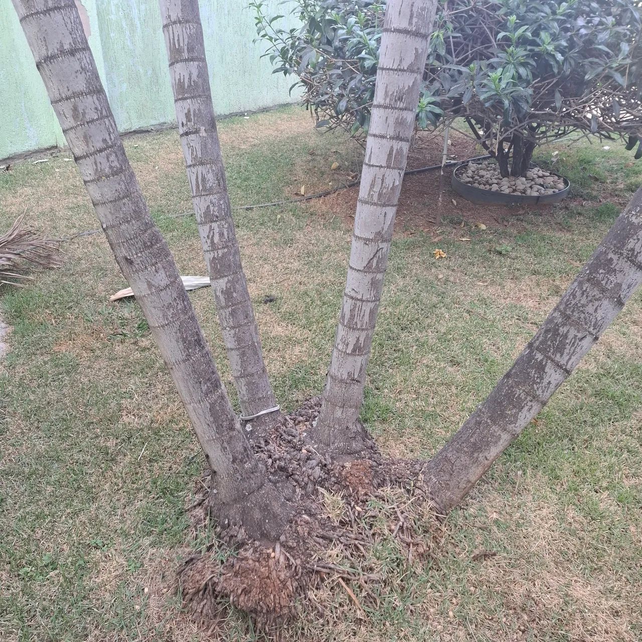 2 Palmeira adulta com 7 troncos e 5 troncos - Foto 3