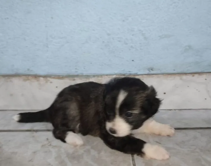 Filhote de cachorro