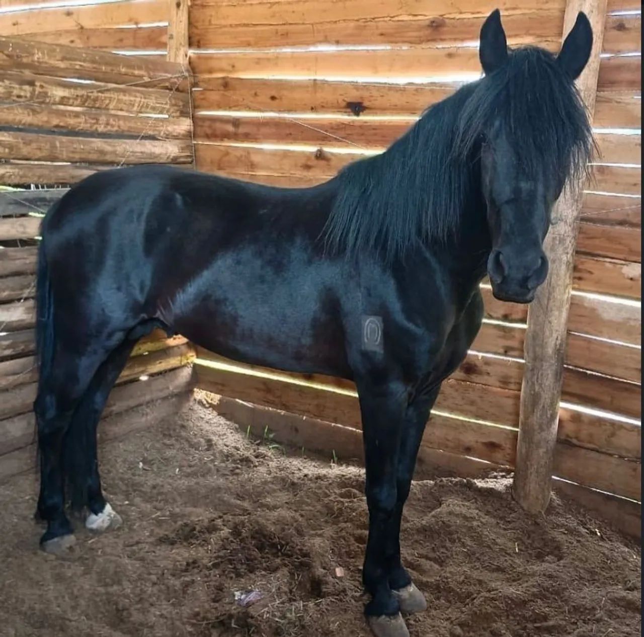 Égua Mangalarga Mineira  - Foto 3