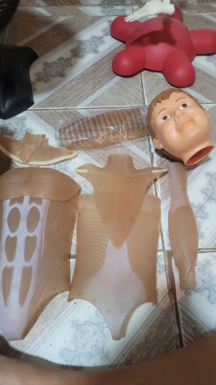 Esqueleto Humano para Estudo - Foto 4