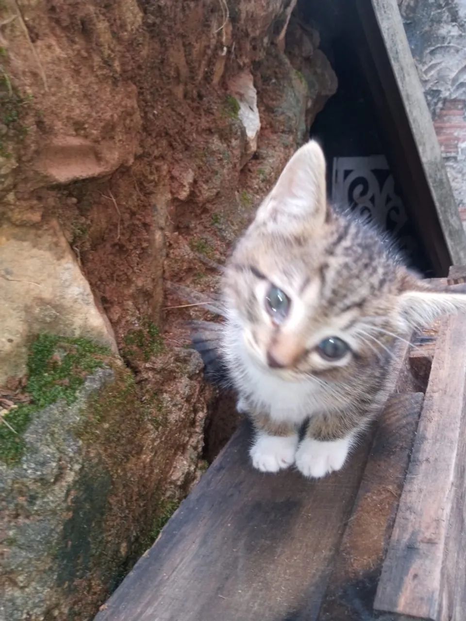 Doação gatinho filhote macho  - Foto 2