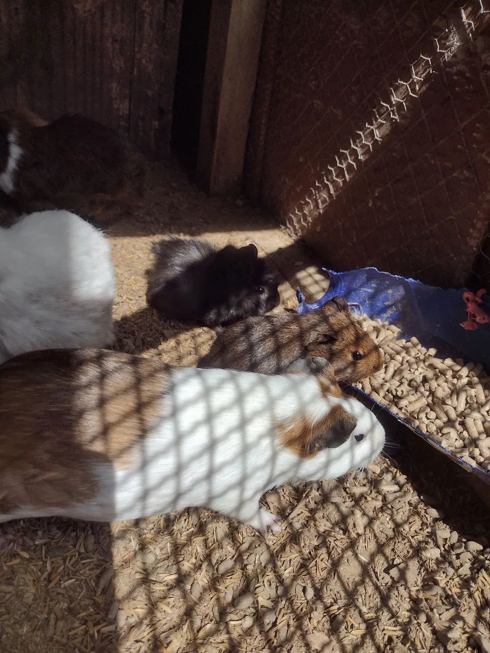 Porquinho da índia  - Foto 2