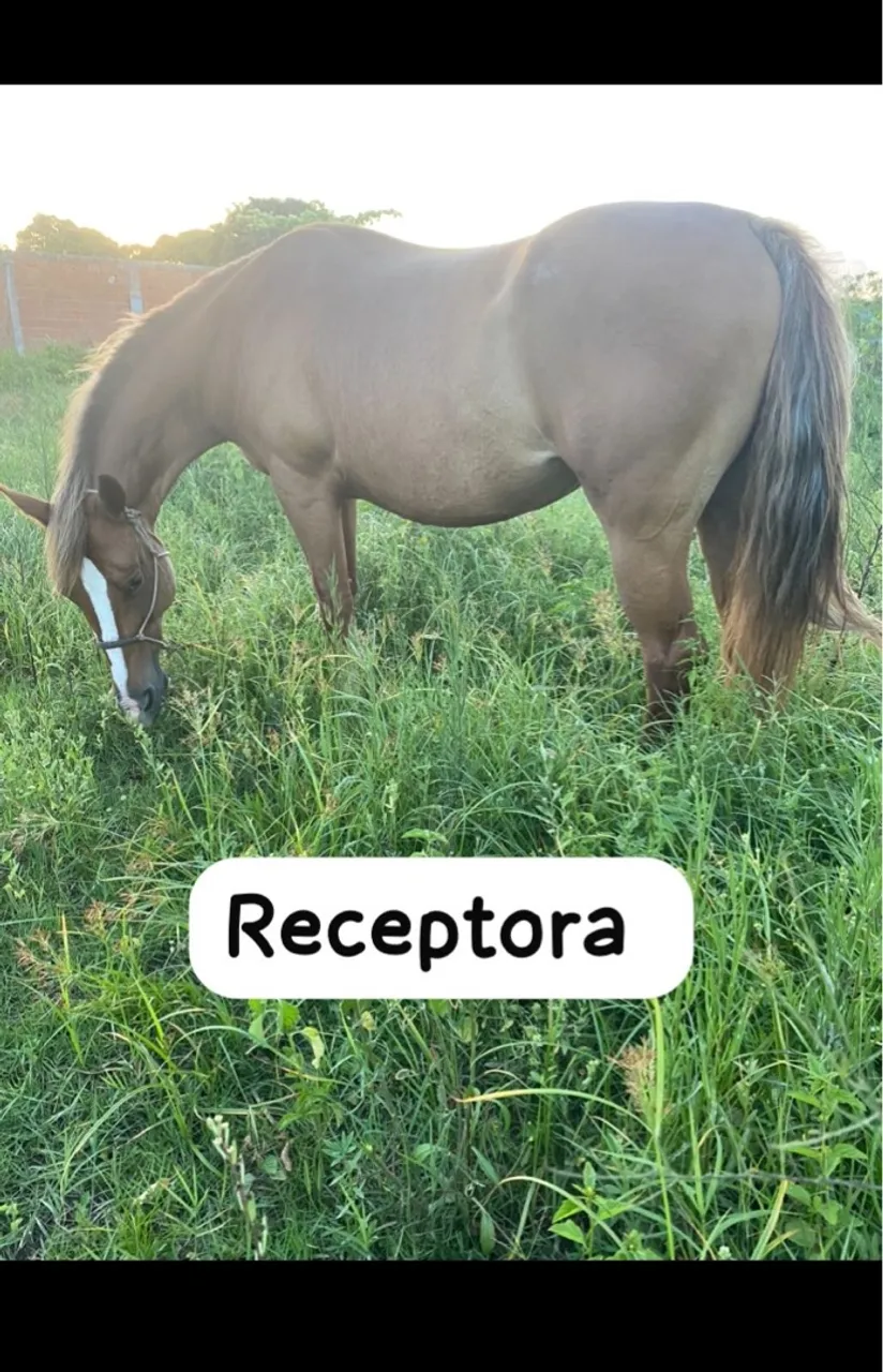 Embrião efetivado