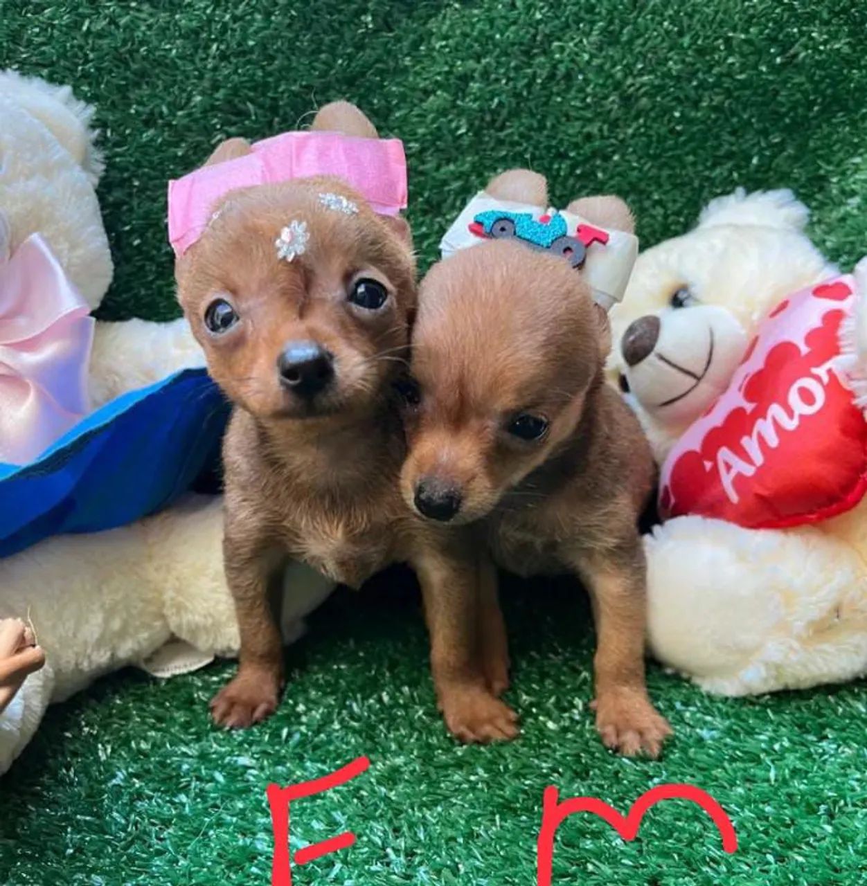 Dois filhotes de Pinscher fêmea e macho zero 