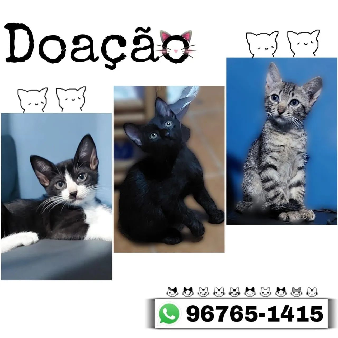 Doação de Gatinhos