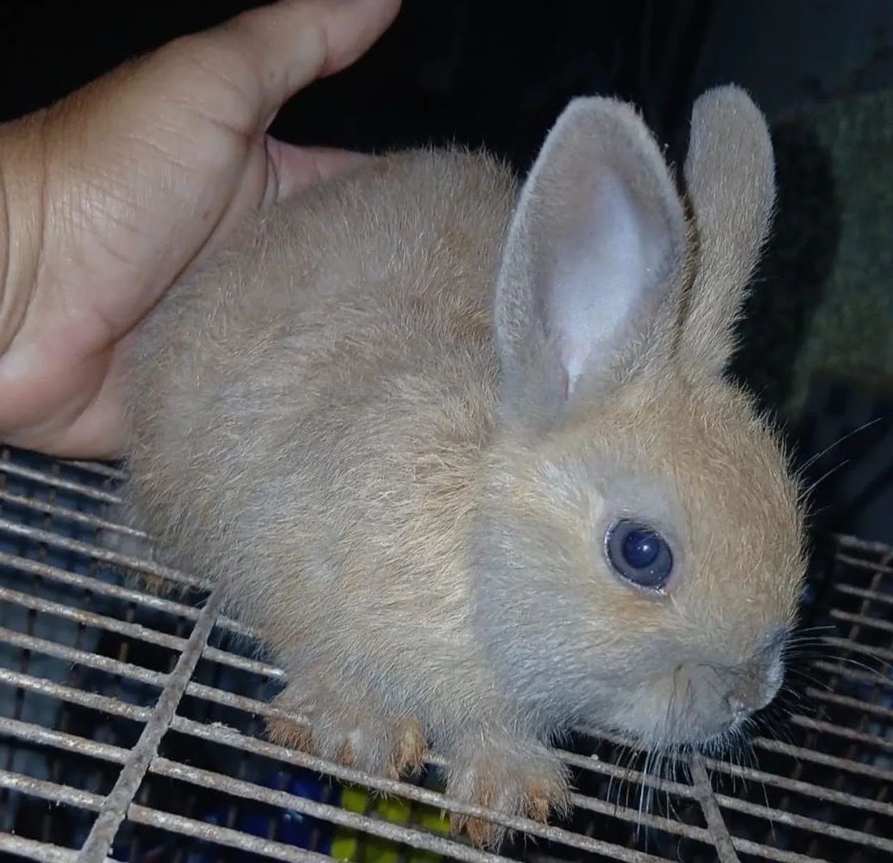 Vendo mini coelhos  - Foto 3